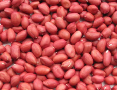 越南暂停从塞内加尔进口花生 ảnh 1