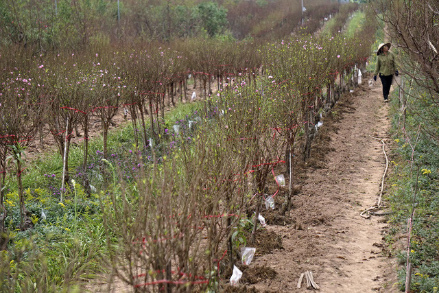 海阳省桃花早早开 花农担忧卖花难 ảnh 1 海阳省桃花早早开 花农担忧卖花难 ảnh 1