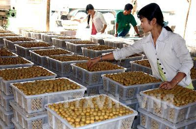 越中合作:使潜力成为实力 ảnh 1 越中合作:使潜力成为实力 ảnh 1