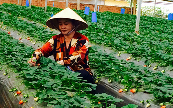 日本帮助林同省成为东南亚高价值农业中心 ảnh 1 日本帮助林同省成为东南亚高价值农业中心 ảnh 1