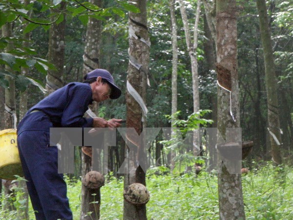 越南橡胶出口量达16.7亿美元 ảnh 1