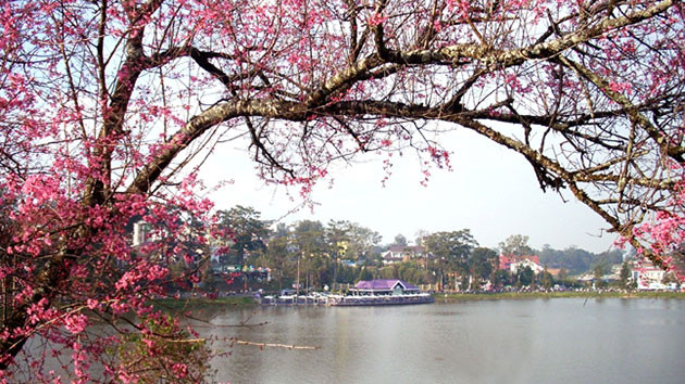 喜马拉雅樱花竞相绽放 染红大叻市大街小巷 ảnh 3