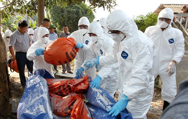 阮春福总理指示采取紧急措施控制非洲猪瘟疫情 ảnh 1 阮春福总理指示采取紧急措施控制非洲猪瘟疫情 ảnh 1