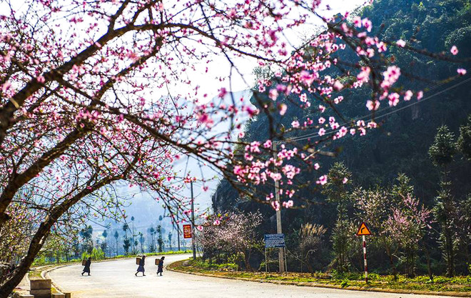 2019年河江省桃花节展现出岩石高原色彩 ảnh 1
