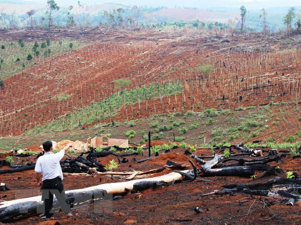越南林业产业主动采取措施 满足市场的要求 ảnh 2