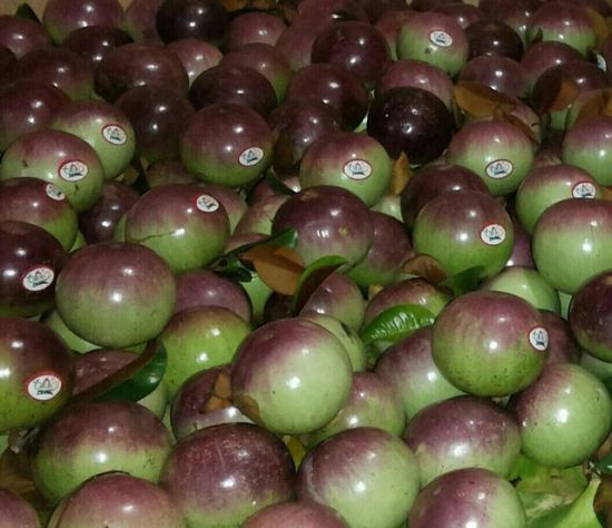 越南前江省牛奶果向美国出口量大幅度增长 ảnh 1 越南前江省牛奶果向美国出口量大幅度增长 ảnh 1