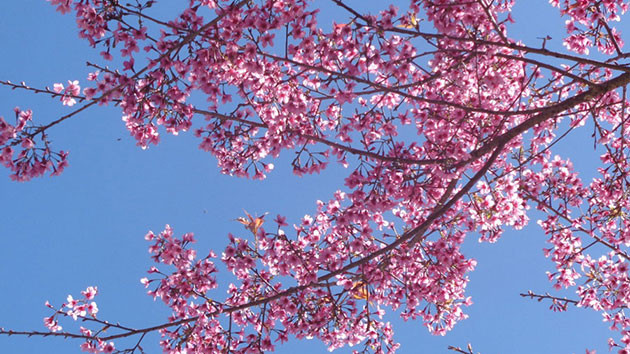 喜马拉雅樱花竞相绽放 染红大叻市大街小巷 ảnh 1