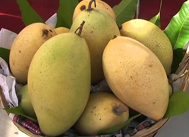 前江省和禄芒果登上越航航班 ảnh 1 前江省和禄芒果登上越航航班 ảnh 1