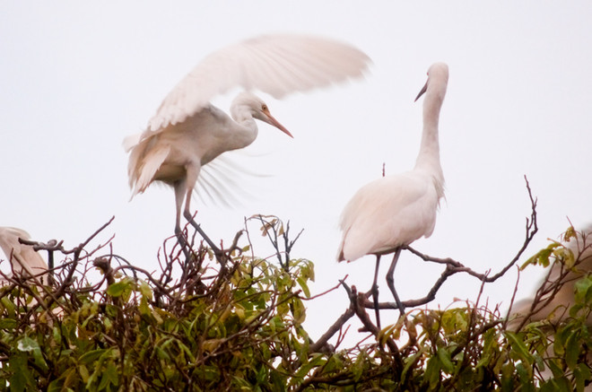 海阳省拨出近两万美元投入白鹭岛风景区生态保护基础设施 ảnh 2 海阳省拨出近两万美元投入白鹭岛风景区生态保护基础设施 ảnh 2