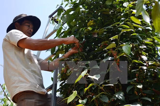 越南胡椒出口仍较为乐观 ảnh 1