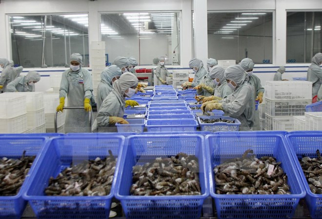 金瓯省扩大虾类出口市场 ảnh 2 金瓯省扩大虾类出口市场 ảnh 2