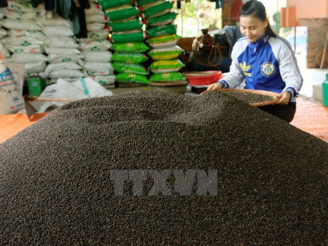 越南胡椒出口仍较为乐观 ảnh 2 越南胡椒出口仍较为乐观 ảnh 2