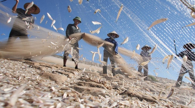 越南海洋岛屿:加强海洋经济可持续发展的科学论证 ảnh 1 越南海洋岛屿:加强海洋经济可持续发展的科学论证 ảnh 1