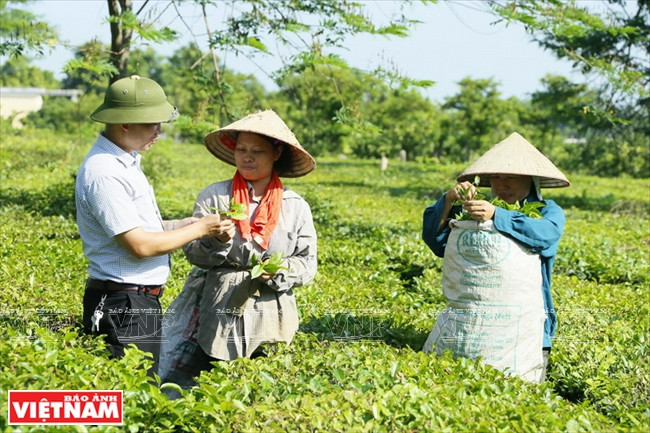 扶贫的茶树 ảnh 3 扶贫的茶树 ảnh 3