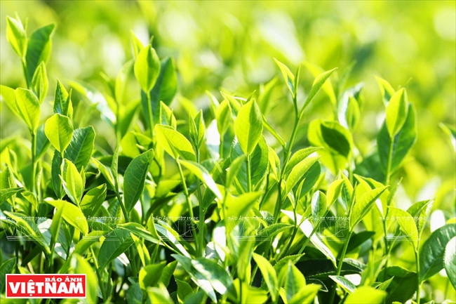 扶贫的茶树 ảnh 2 扶贫的茶树 ảnh 2