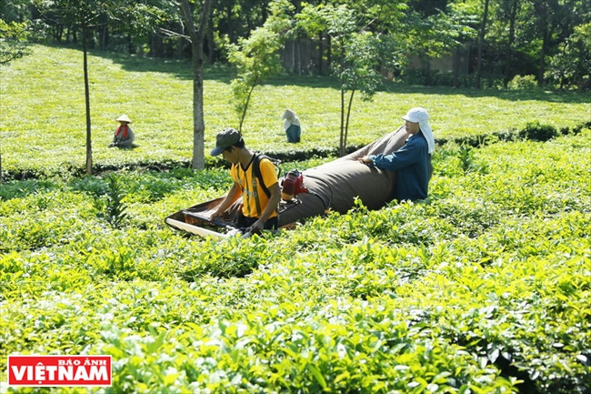 扶贫的茶树 ảnh 1 扶贫的茶树 ảnh 1