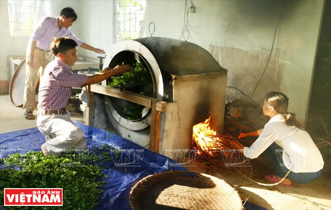 扶贫的茶树 ảnh 4 扶贫的茶树 ảnh 4