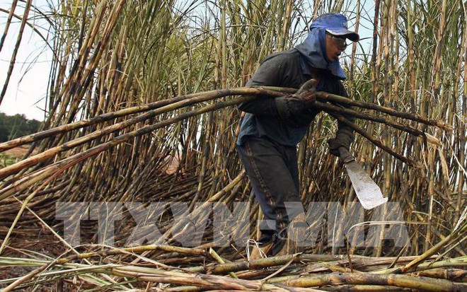 严重旱情对泰国制糖业产生影响 ảnh 1 严重旱情对泰国制糖业产生影响 ảnh 1