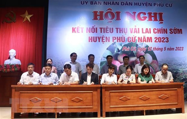 兴安省早熟杂交荔枝即将进入收获期 ảnh 2 兴安省早熟杂交荔枝即将进入收获期 ảnh 2