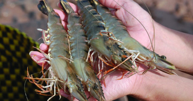 2017年前9月越南水产品出口额达59.1亿美元 ảnh 1 2017年前9月越南水产品出口额达59.1亿美元 ảnh 1