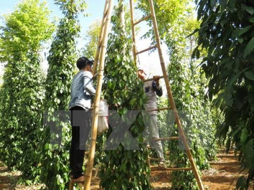 今年前8月印尼胡椒出口量达近2.5万吨 ảnh 1 今年前8月印尼胡椒出口量达近2.5万吨 ảnh 1