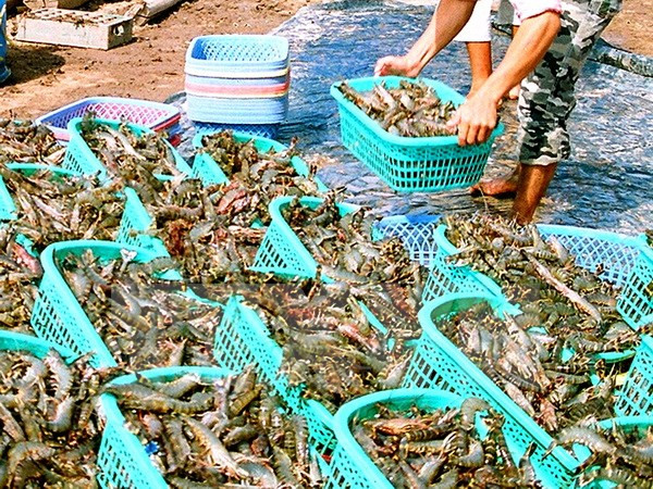 越南力争到2020年水产品出口总额达80亿至90亿美元 ảnh 1