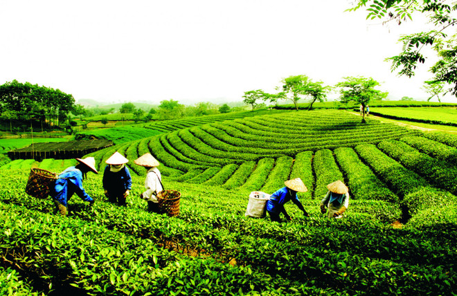 越南茶叶企业要调整方向 把茶叶产品打入苛刻市场 ảnh 1 越南茶叶企业要调整方向 把茶叶产品打入苛刻市场 ảnh 1