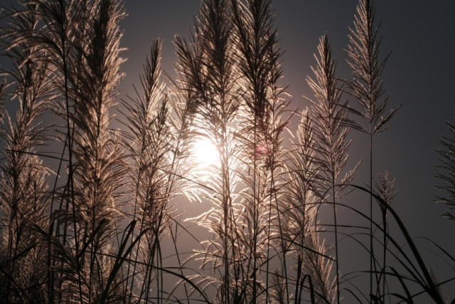 雪白芦苇——不一样的河内风光（组图） ảnh 8