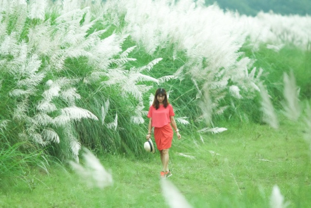 雪白芦苇——不一样的河内风光（组图） ảnh 2