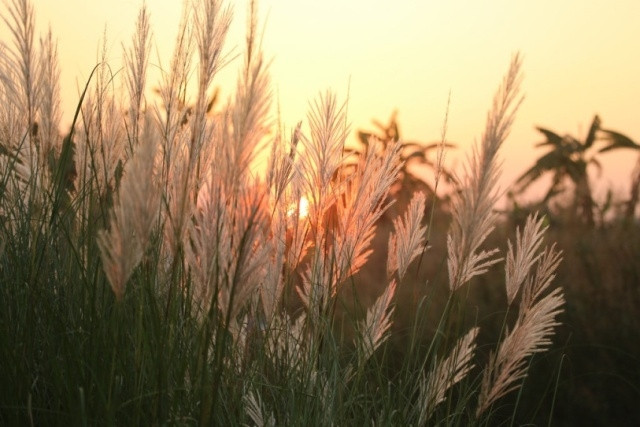 雪白芦苇——不一样的河内风光（组图） ảnh 1