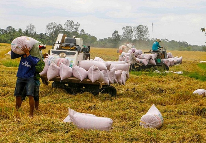 价值数十亿美元的出口商品背后酝酿着巨大发展机遇 ảnh 1