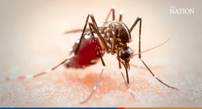 泰国登革热病例急剧增加 ảnh 1 泰国登革热病例急剧增加 ảnh 1