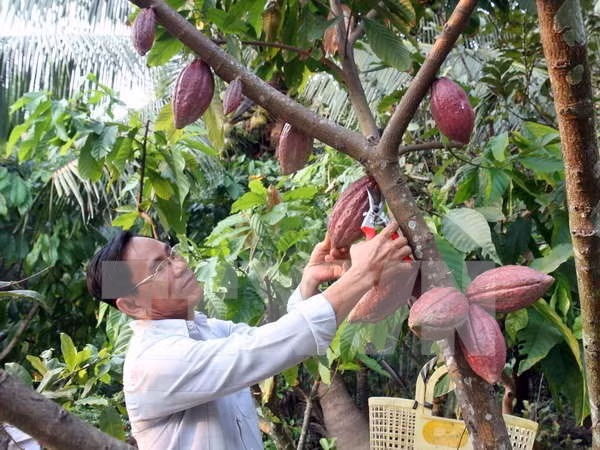 越南可可跻身于好味道的排行榜 ảnh 1