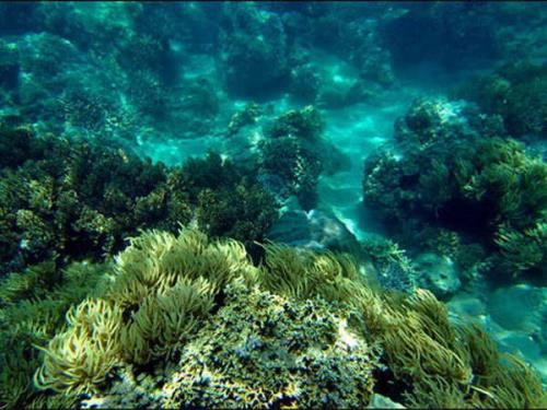 越南芽庄湾努力修复珊瑚礁生态环境 促进潜水旅游发展 ảnh 1 越南芽庄湾努力修复珊瑚礁生态环境 促进潜水旅游发展 ảnh 1