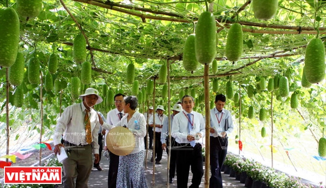 世界对越南革新时期的经济成就印象深刻 ảnh 7