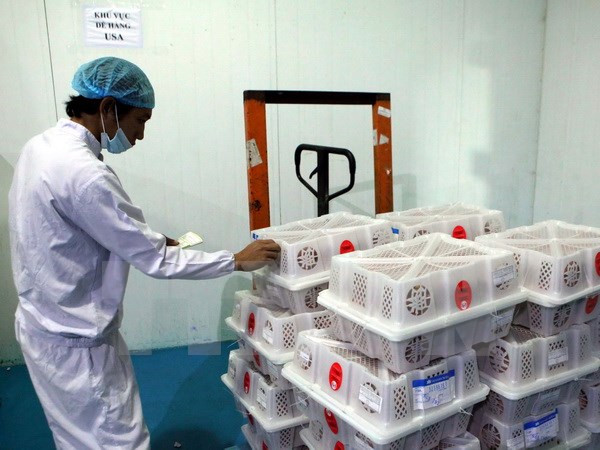 河内辐照处理中心对首批对外出口荔枝进行辐射处理 ảnh 1