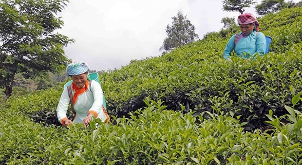 2023年“关爱贫困群众”高峰月活动：努力脱贫致富 防止返贫现象出现 ảnh 2