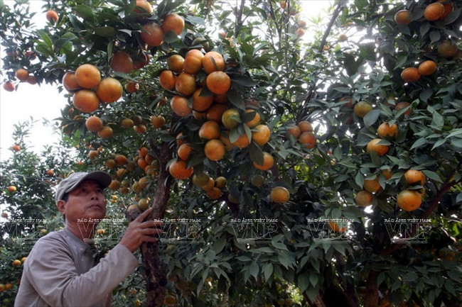 河内发展高科技农业 ảnh 1 河内发展高科技农业 ảnh 1