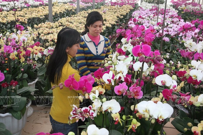 河内发展高科技农业 ảnh 2 河内发展高科技农业 ảnh 2