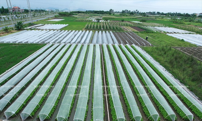 河内发展高科技农业 ảnh 5 河内发展高科技农业 ảnh 5