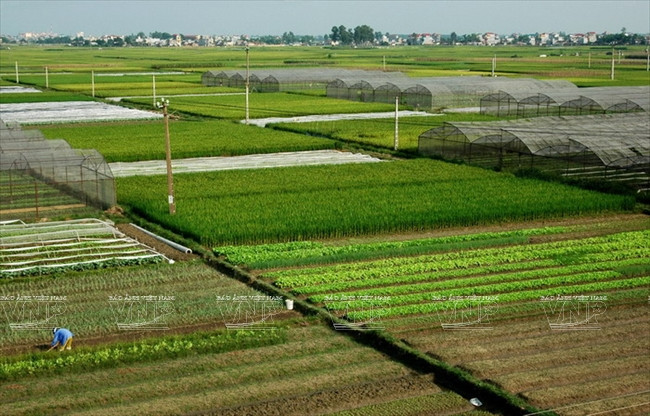 河内发展高科技农业 ảnh 6 河内发展高科技农业 ảnh 6
