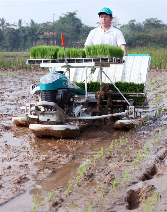 河内发展高科技农业 ảnh 3 河内发展高科技农业 ảnh 3