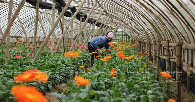 河内发展高科技农业 ảnh 4 河内发展高科技农业 ảnh 4