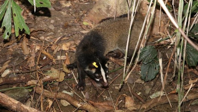 菊芳国家公园将30只花面狸放归大自然 ảnh 2 菊芳国家公园将30只花面狸放归大自然 ảnh 2