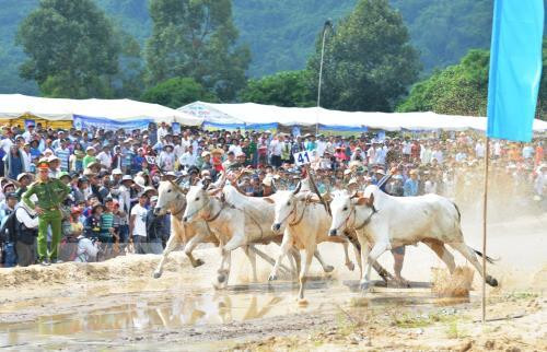 安江省力争让七山赛牛节成为国际性赛事 ảnh 1 安江省力争让七山赛牛节成为国际性赛事 ảnh 1