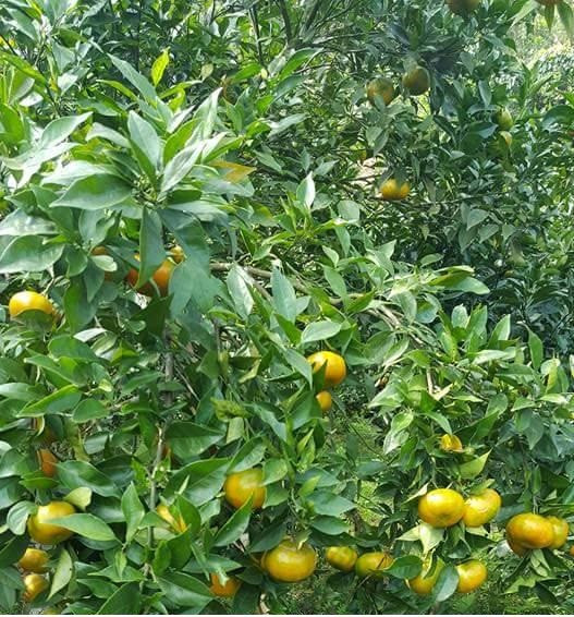 北件省果农努力将兑乡橙子打造成为地方品牌 ảnh 1 北件省果农努力将兑乡橙子打造成为地方品牌 ảnh 1