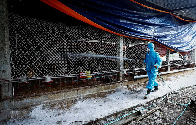 全国11个省市出现禽流感疫情 ảnh 1 全国11个省市出现禽流感疫情 ảnh 1