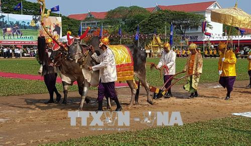 柬埔寨春耕节热闹开幕 ảnh 2 柬埔寨春耕节热闹开幕 ảnh 2