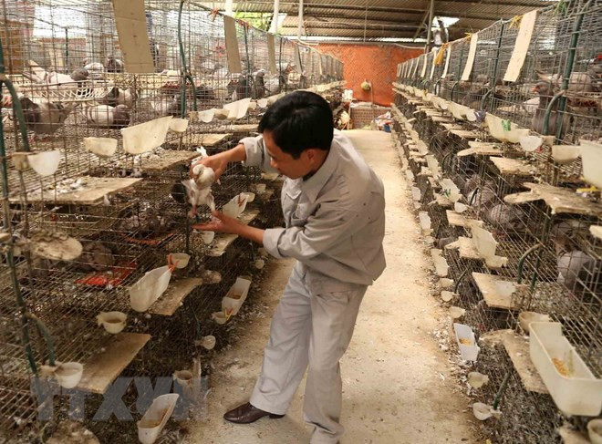 发展1.5万个高效农业合作社的提案获批 ảnh 1