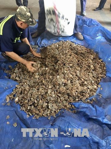 胡志明市海关局继续缴获非法进口的3.3吨穿山甲鳞片 ảnh 2 胡志明市海关局继续缴获非法进口的3.3吨穿山甲鳞片 ảnh 2